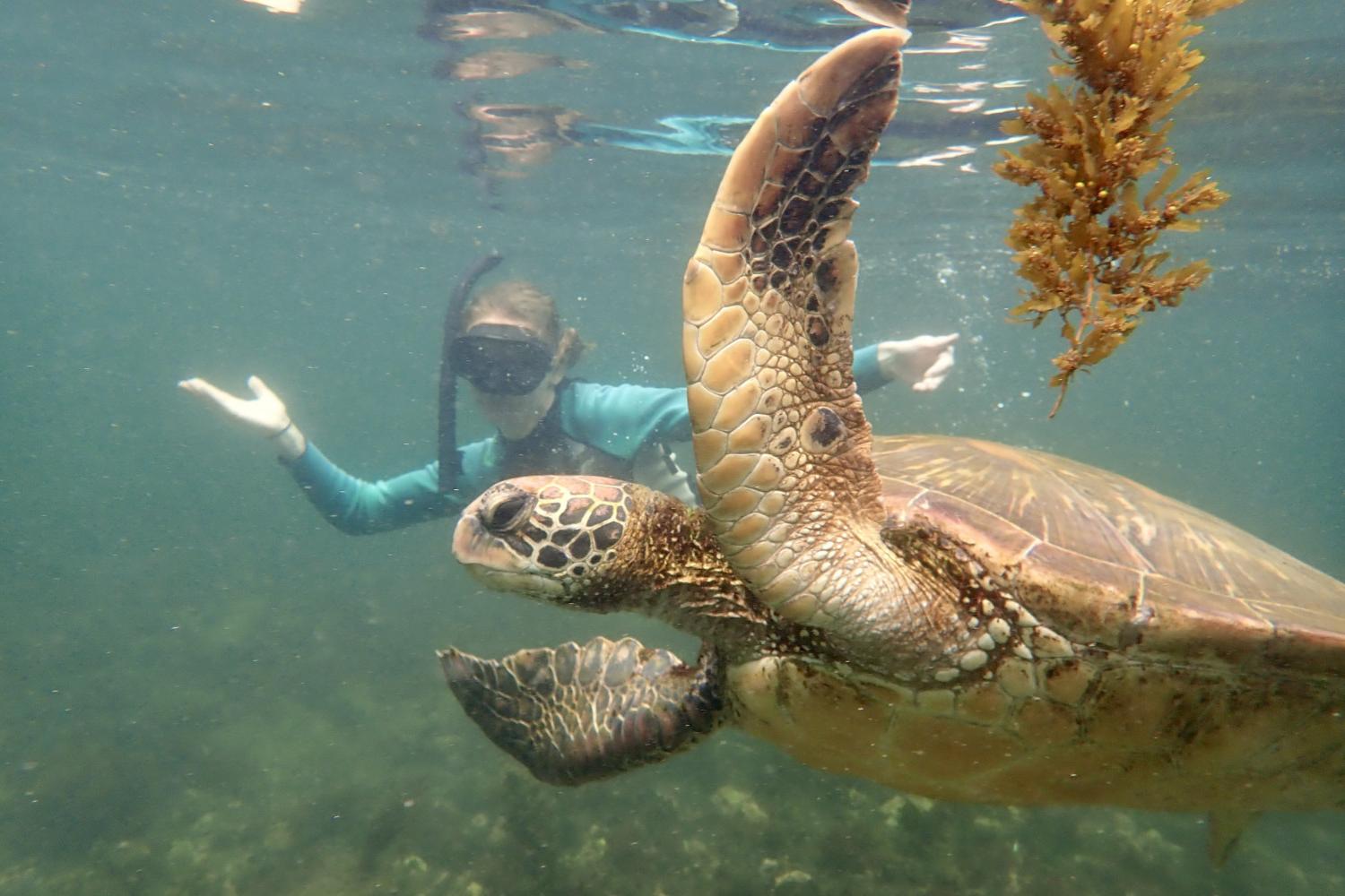 一名<a href='http://n01.tsunoi-toso.com'>bv伟德ios下载</a>学生在Galápagos群岛游学途中与一只巨龟游泳.